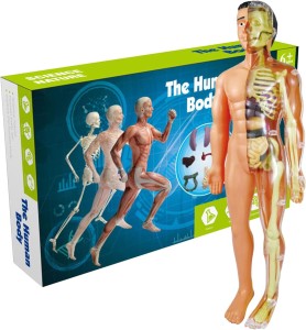 Edukacyjny Model Anatomiczny Ludzkiego Ciała z Szkieletem i Organami Wewnętrznymi