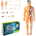 Edukacyjny Model Anatomiczny Ludzkiego Ciała Szkielet Organy Wewnętrzne (1).png