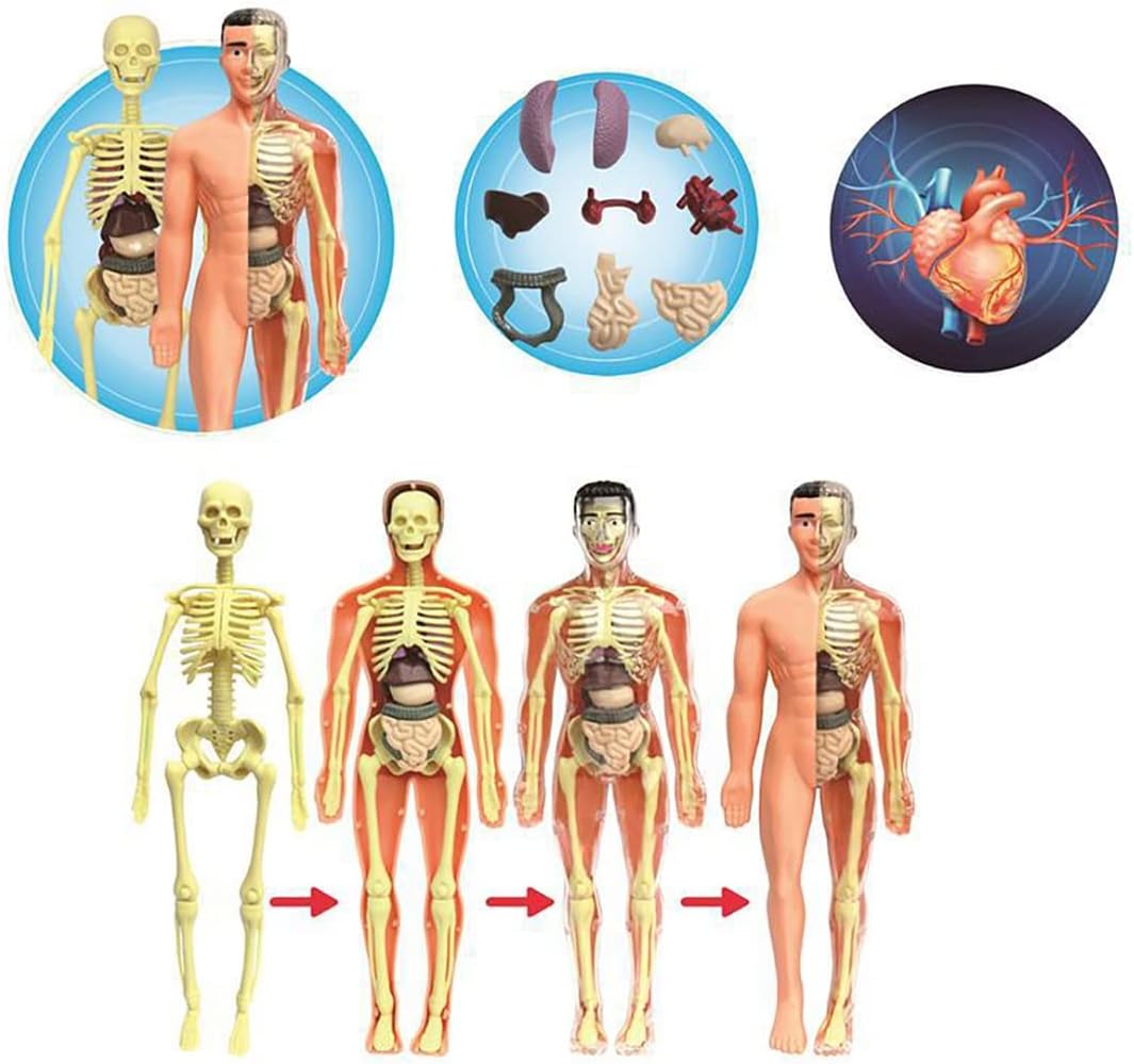 Edukacyjny Model Anatomiczny Ludzkiego Ciała z Szkieletem i Organami ...