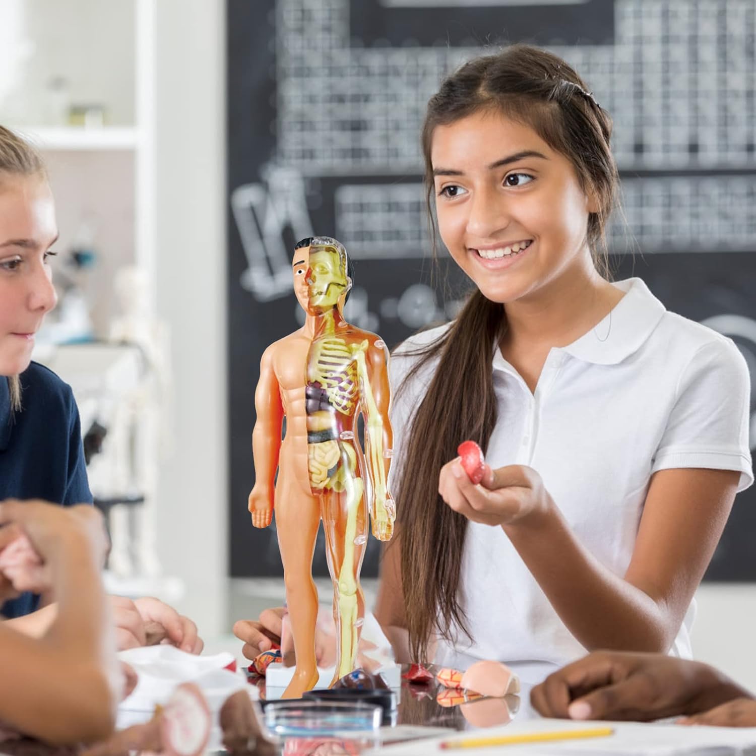 Edukacyjny Model Anatomiczny Ludzkiego Ciała z Szkieletem i Organami ...